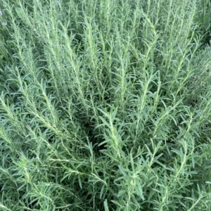 Arp Rosemary Plant 3.5