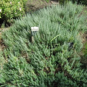 Arp Rosemary Plant 3.5