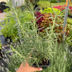 Arp Rosemary Plant 3.5