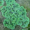 Azolla Filiculoides Fairy Moss Live Aquarium Floating Plants