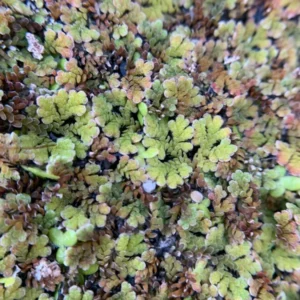 Azolla Filiculoides Fairy Moss Live Aquarium Floating Plants