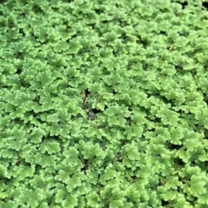 Azolla Filiculoides Fairy Moss Live Aquarium Floating Plants