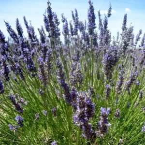 French Provence Lavender Plant 4 Inch Pot Lavandula Herb