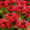Bee Balm Gardenview Scarlet Monarda Plant - 4 inch Container - Red Blooms