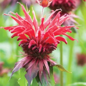 Bee Balm Gardenview Scarlet Monarda Plant - 4 inch Container - Red Blooms