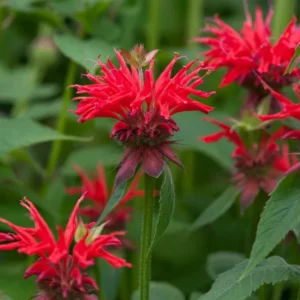 Bee Balm Gardenview Scarlet Monarda Plant - 4 inch Container - Red Blooms