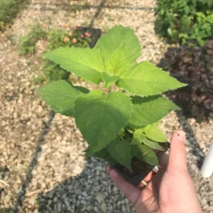 Bee Balm Gardenview Scarlet Monarda Plant - 4 inch Container - Red Blooms