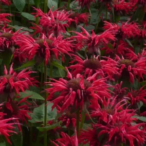 Bee Balm Gardenview Scarlet Monarda Plant - 4 inch Container - Red Blooms