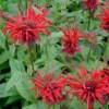 Bee Balm 'Jacob Cline' Monarda Plant - 4 Inch Container - Red Flowers - Fragrant Foliage