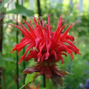 Bee Balm 'Jacob Cline' Monarda Plant - 4 Inch Container - Red Flowers - Fragrant Foliage