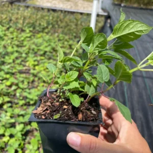 Bee Balm 'Jacob Cline' Monarda Plant - 4 Inch Container - Red Flowers - Fragrant Foliage