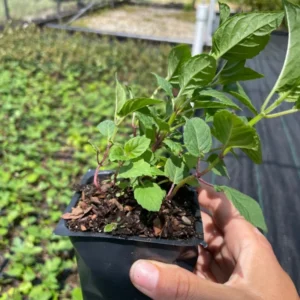 Bee Balm 'Jacob Cline' Monarda Plant - 4 Inch Container - Red Flowers - Fragrant Foliage