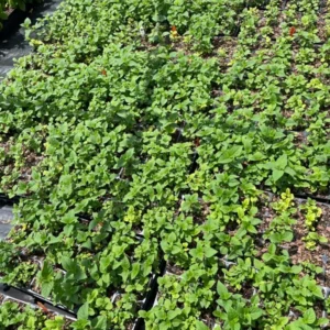 Bee Balm 'Jacob Cline' Monarda Plant - 4 Inch Container - Red Flowers - Fragrant Foliage