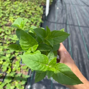 Bee Balm 'Jacob Cline' Monarda Plant - 4 Inch Container - Red Flowers - Fragrant Foliage