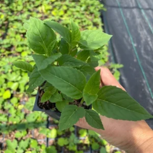 Bee Balm 'Jacob Cline' Monarda Plant - 4 Inch Container - Red Flowers - Fragrant Foliage