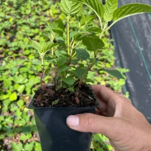 Bee Balm 'Jacob Cline' Monarda Plant - 4 Inch Container - Red Flowers - Fragrant Foliage