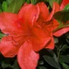 Beni-Gasa Rhododendron Plant - Orange Flowers, Gallon Pot, 1-3 Year Old