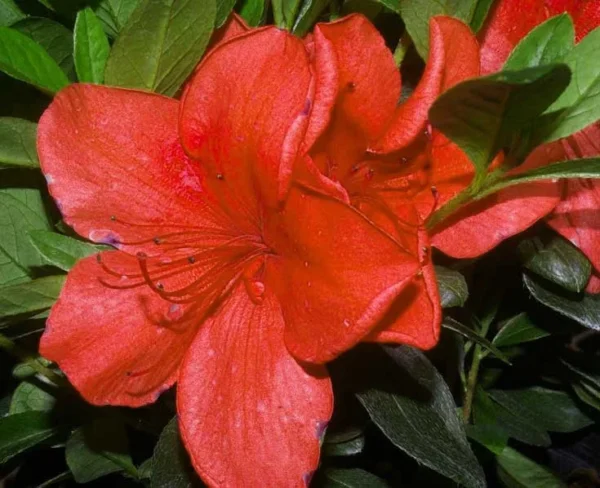 Beni-Gasa Rhododendron Plant - Orange Flowers, Gallon Pot, 1-3 Year Old