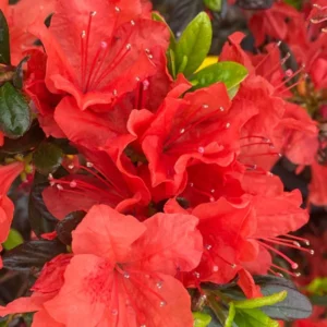 Beni-Gasa Rhododendron Plant - Orange Flowers, Gallon Pot, 1-3 Year Old