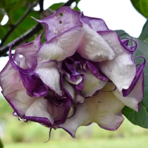 Black Currant Devil's Trumpet Datura Plant - 4 in. Pot - Purple and White Flowers