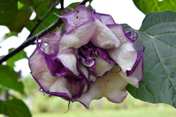 Black Currant Devil's Trumpet Datura Plant - 4 in. Pot - Purple and White Flowers