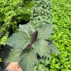 Black Currant Devil's Trumpet Datura Plant - 4 in. Pot - Purple and White Flowers