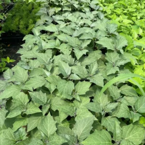 Black Currant Devil's Trumpet Datura Plant - 4 in. Pot - Purple and White Flowers