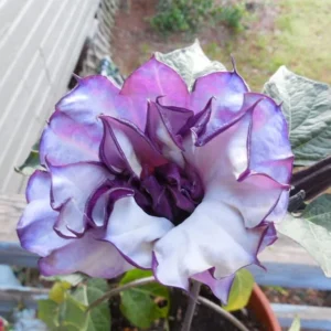 Black Currant Devil's Trumpet Datura Plant - 4 in. Pot - Purple and White Flowers