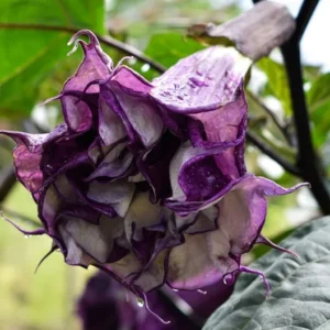 Black Currant Devil's Trumpet Datura Plant - 4 in. Pot - Purple and White Flowers