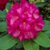 Black Sport Rhododendron Plant: Purple Black Highlight Flowers, Gallon Pot