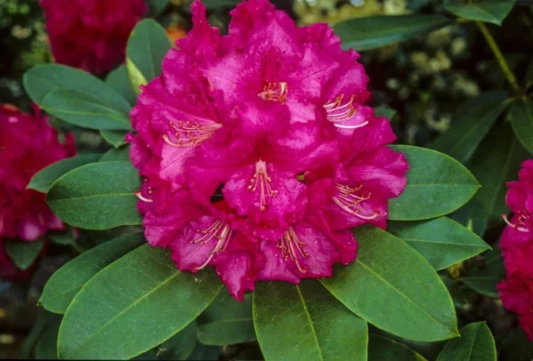 Black Sport Rhododendron Plant: Purple Black Highlight Flowers, Gallon Pot