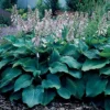 Blue Angel Hosta Bareroot Perennial Shade Plant