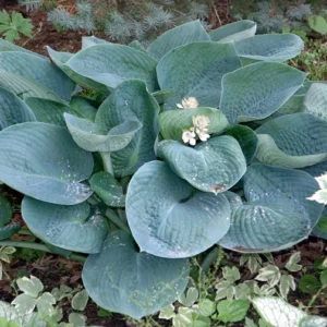 Blue Angel Hosta Bareroot Perennial Shade Plant