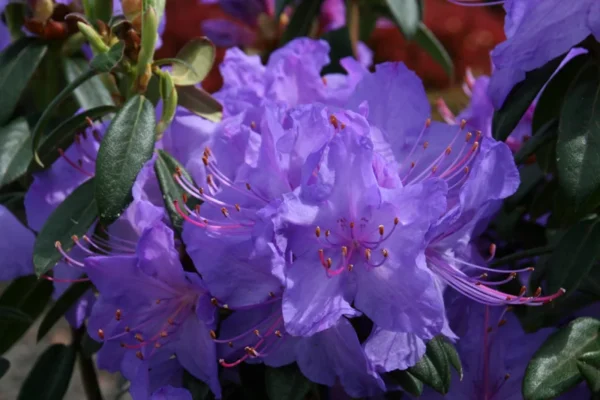 Blue Rhododendron Plant - 1-3 Year Old, Size Gallon Pot, Misty Blue Flowers