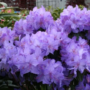 Blue Rhododendron Plant - 1-3 Year Old, Size Gallon Pot, Misty Blue Flowers