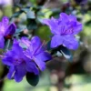 Blue Rhododendron Plant - 1 Gallon Pot - Misty Blue Flowers - Vibrant Foliage