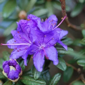 Blue Rhododendron Plant - 1 Gallon Pot - Misty Blue Flowers - Vibrant Foliage