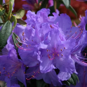 Blue Rhododendron Plant - 1 Gallon Pot - Misty Blue Flowers - Vibrant Foliage
