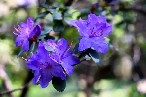 Blue Rhododendron Plant - Dwarf Blue Flowers - 1 Gallon Pot - Partial Shade