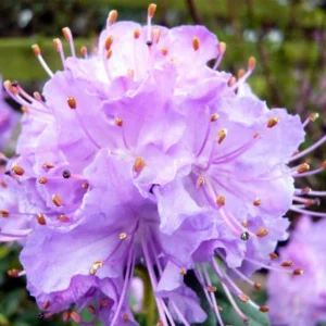 Blue Rhododendron Plant - Dwarf Blue Flowers - 1 Gallon Pot - Partial Shade