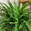 Boston Fern Live Plant - 4 Inch Potted Original Fern