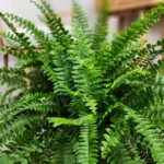 Boston Fern Live Plant - 4 Inch Potted Original Fern