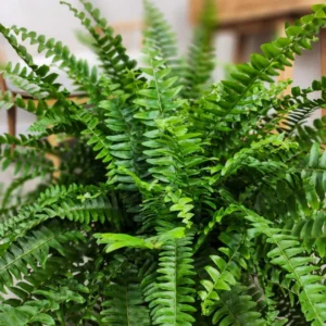 Boston Fern Live Plant - 4 Inch Potted Original Fern
