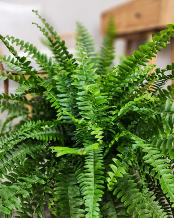 Boston Fern Live Plant - 4 Inch Potted Original Fern