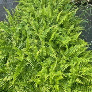 Boston Fern Live Plant - 4 Inch Potted Original Fern