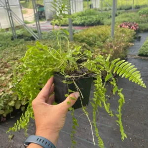 Boston Fern Live Plant - 4 Inch Potted Original Fern