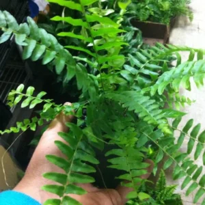 Boston Fern Live Plant - 4 Inch Potted Original Fern
