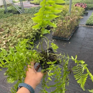 Boston Fern Live Plant - 4 Inch Potted Original Fern