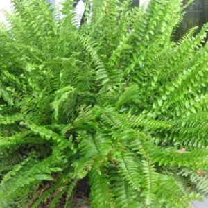 Boston Fern Live Plant - 4 Inch Potted Original Fern