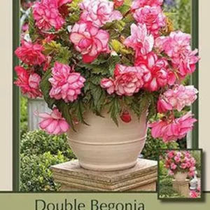 Bouton de Rose Begonia Bareroot - Pink Flower Plant - Romantic Flair